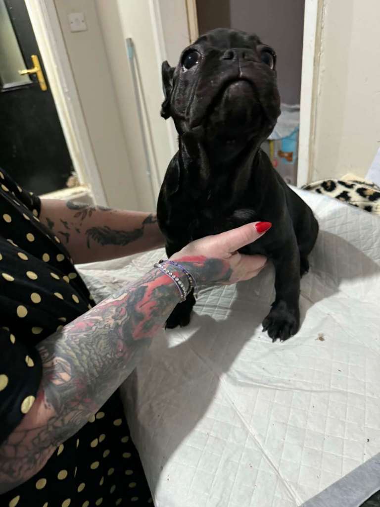 Beautiful French bulldogs for sale. 