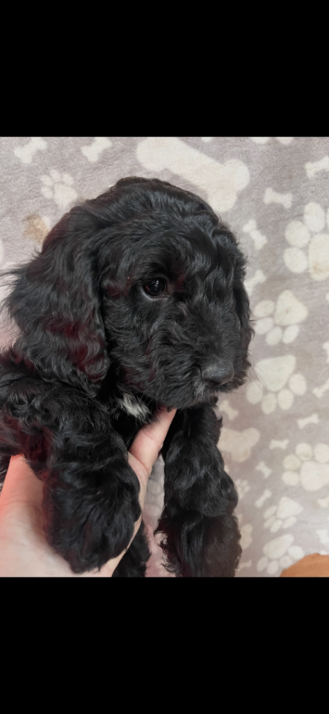 Cockapoo health clear KC parents ✅BLACKS ONLY ✅