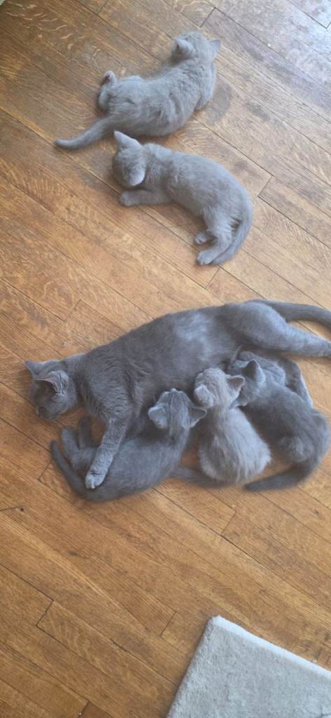 British blue kitten's 