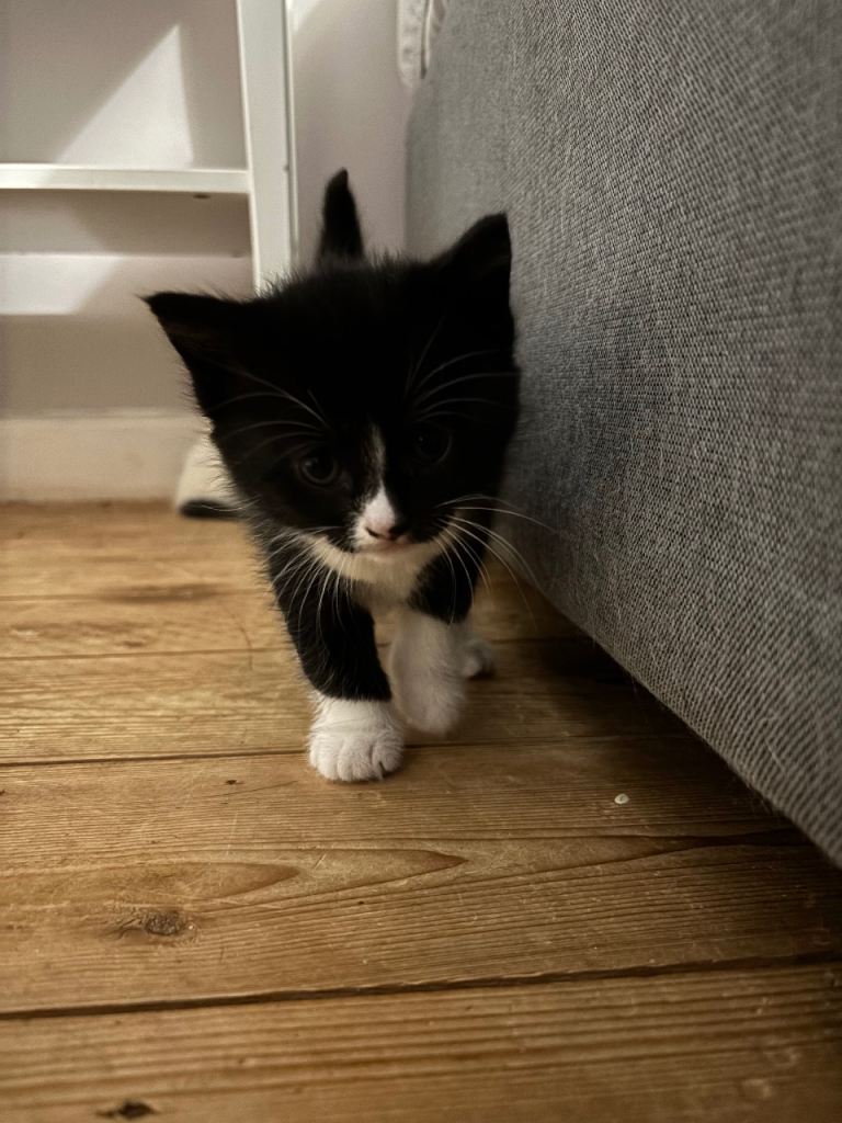 Kittens 