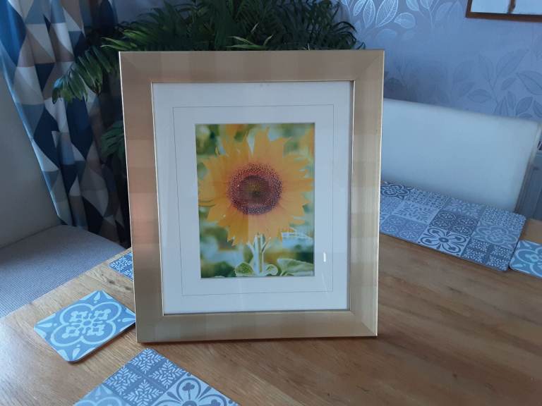 Sunflower in frame