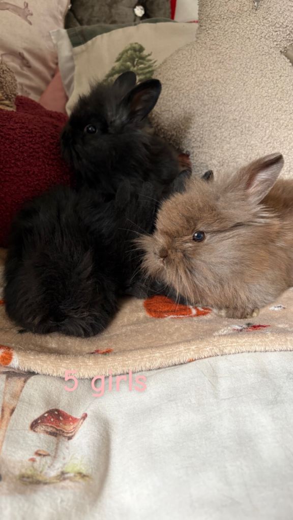 Baby bunnies for sale !!!