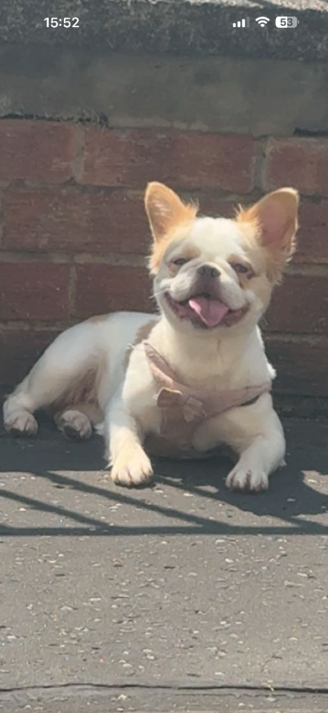 Long haired frenchie 