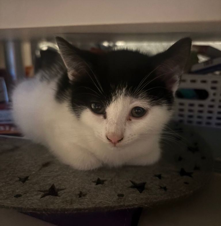 Kitten Female 10 Weeks 