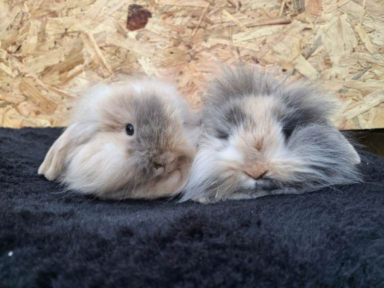 FREE STARTER PACK! Stunning lionlops babies. 