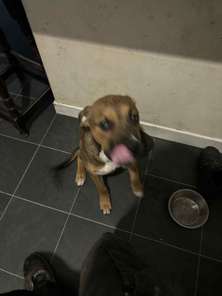 5 month old Bull mastiff cross Staffy pup for sale 