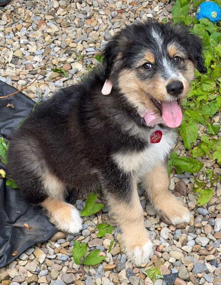 Stunning crossbreed puppy