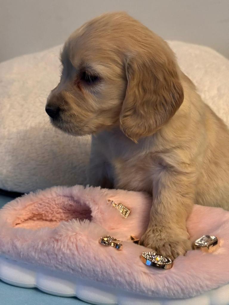 Golden Cocker Retriever ( Golden Retreat x Show cocker spaniel)