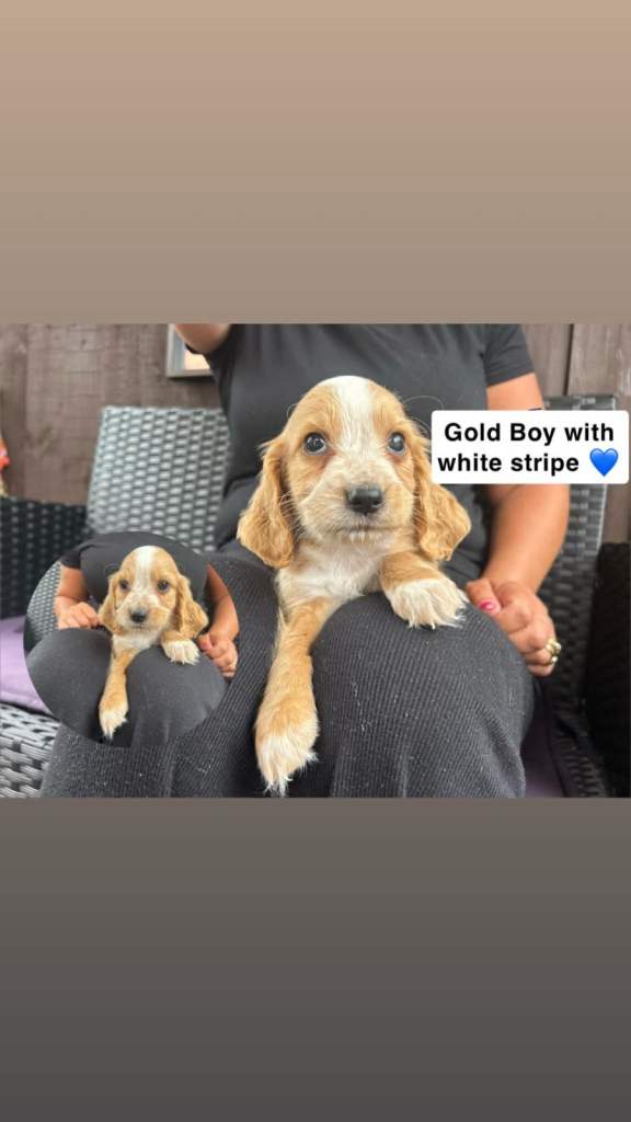 Cocker spaniel pups
