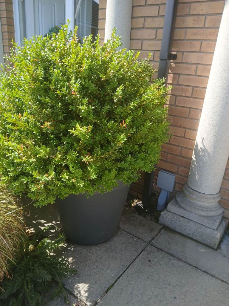 Plant / boxwood