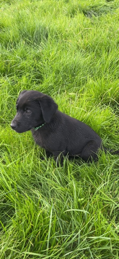 Black Labrador pups. 