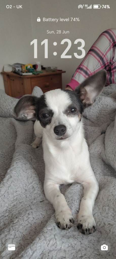 9 month old Chihuahua x Dachshund for sale