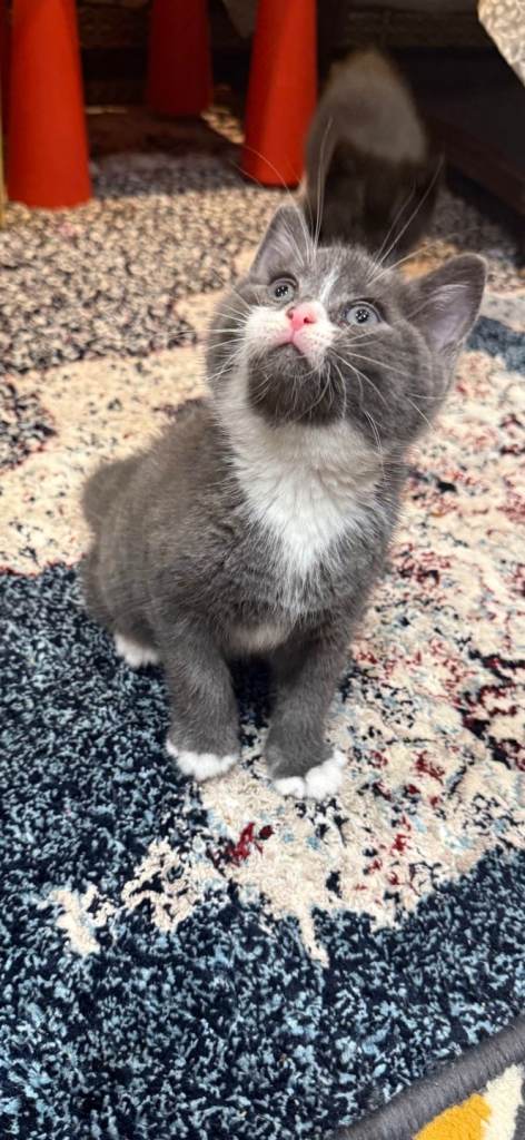 British short hair kitten 