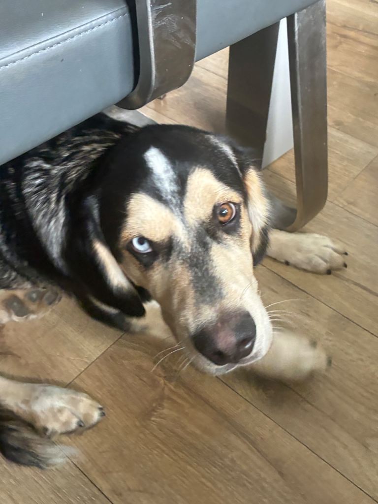 Cocker Spaniel x Husky