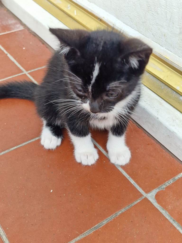 kitten for sale