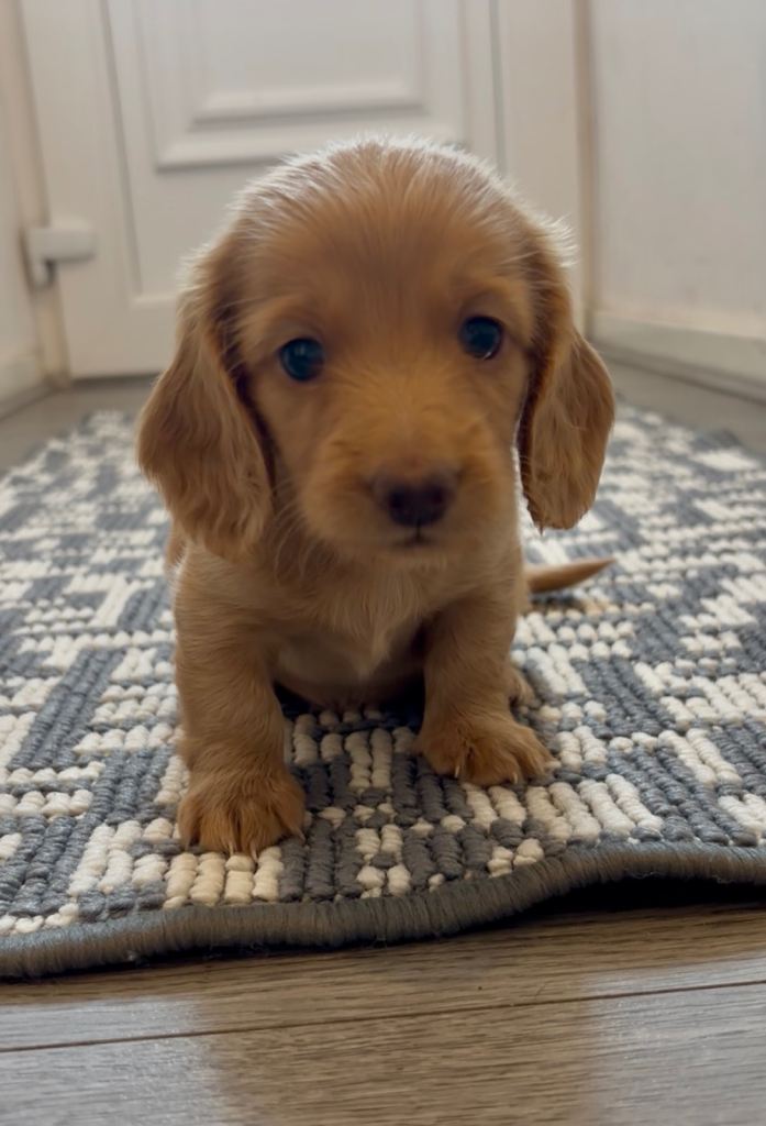 Beautiful miniature long haired dachshund pups