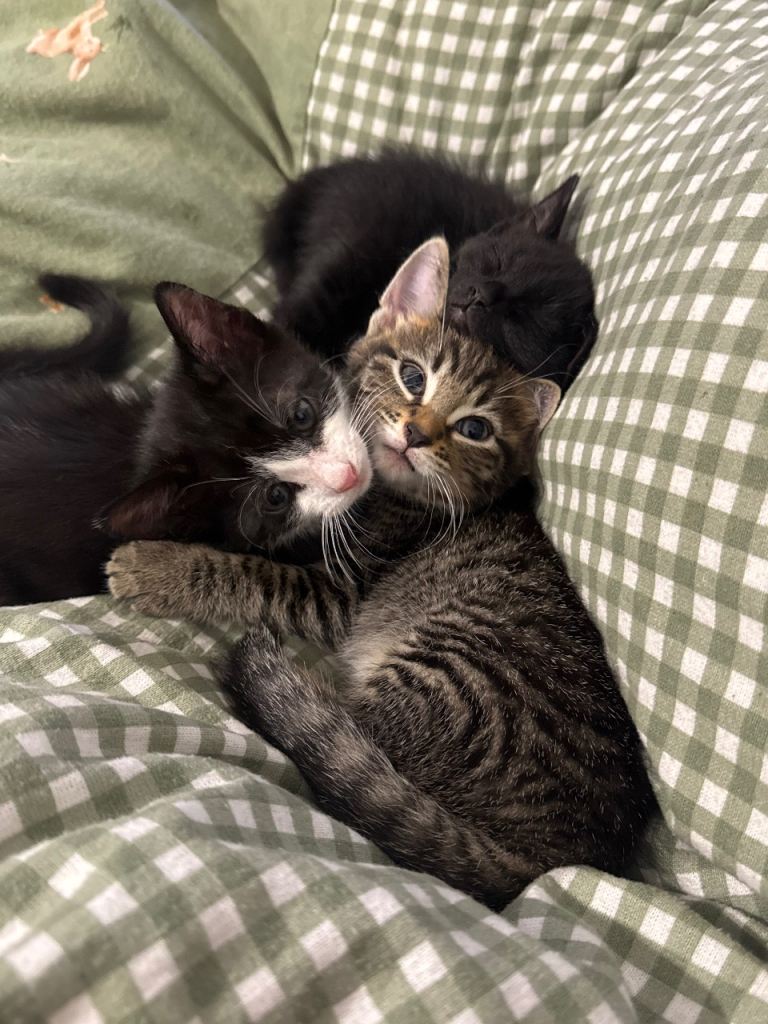 3 Beautiful Kittens looking for a new home 💕