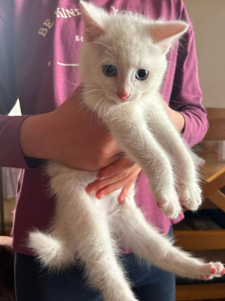 Adorable Friendly Kittens Looking for Loving Homes
