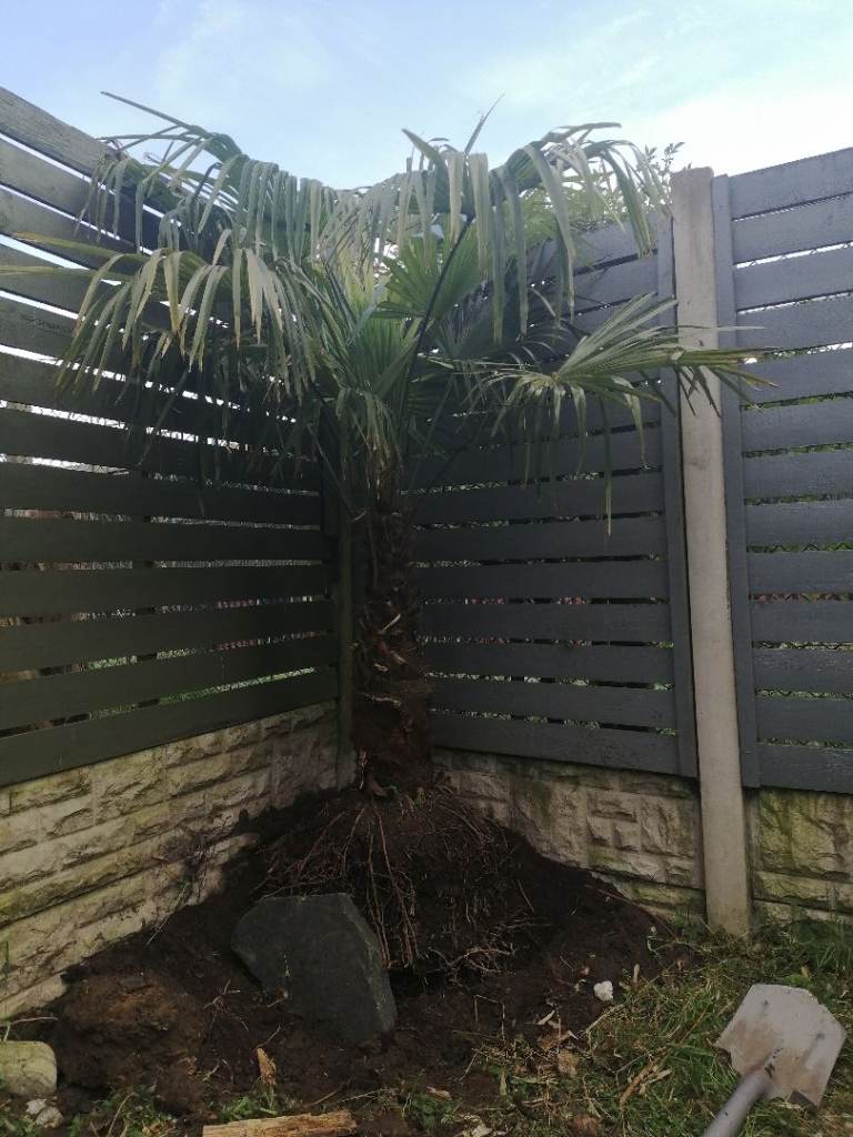 palm tree