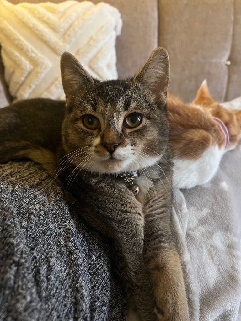 Boy kitten with free cat house and scratcher