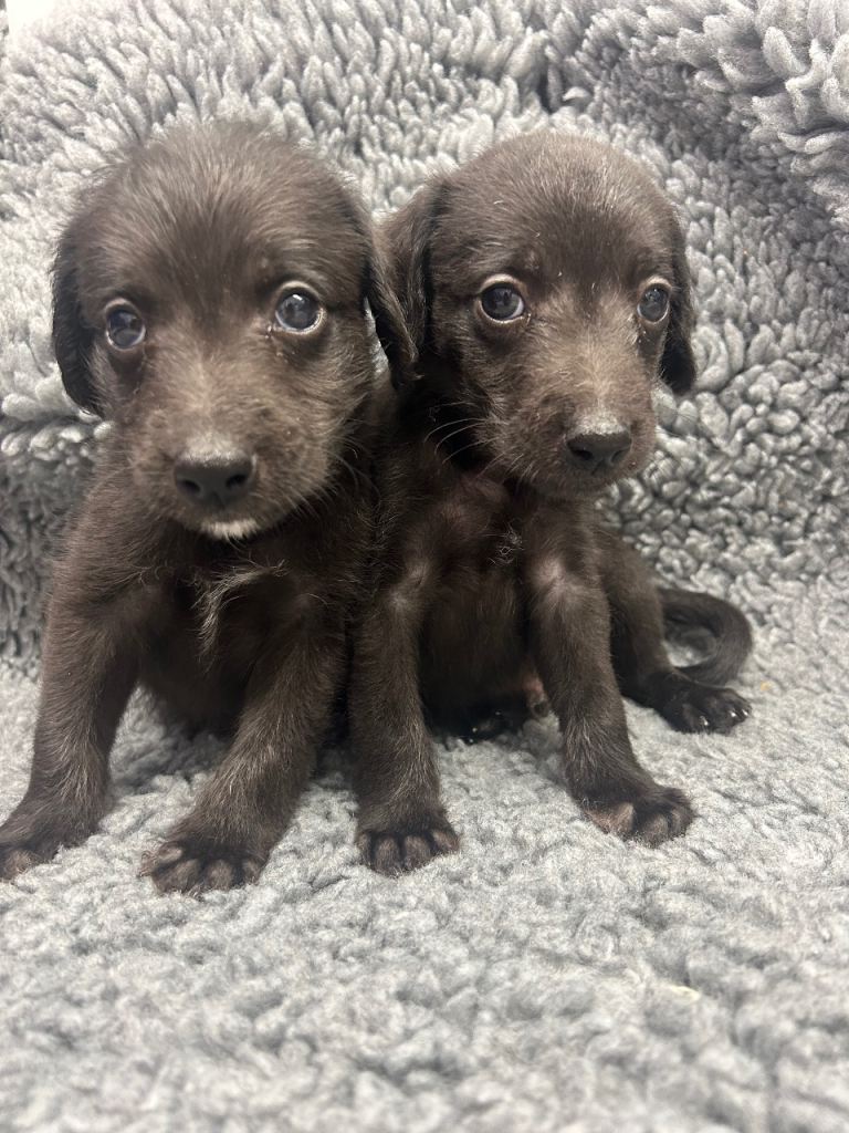 GENUINE BEDDY WHIPPETS 2 BOYS LEFT