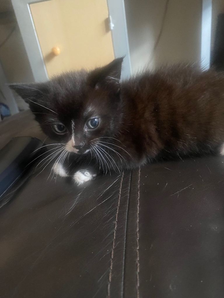 Kitten