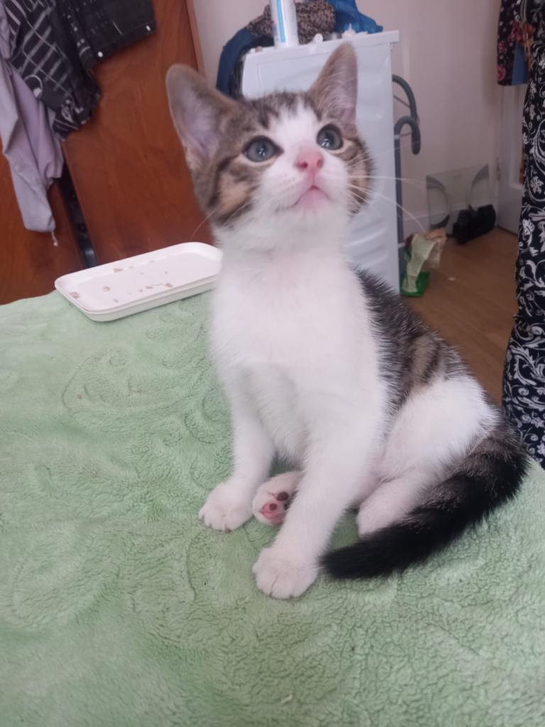 Mixed bengal kitten for sale
