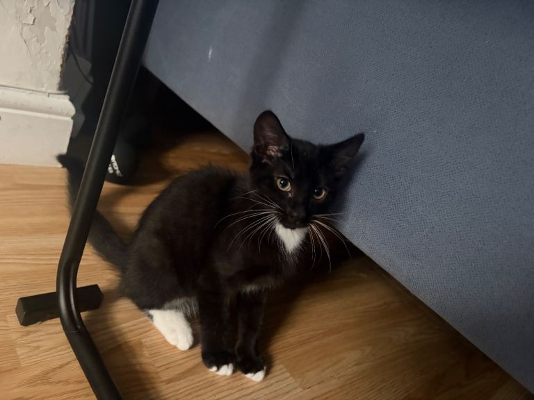 Kitten black ready to go