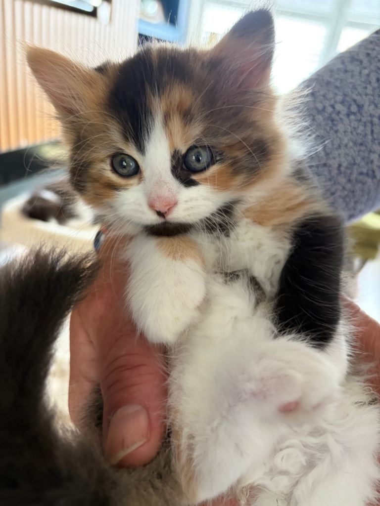 Persian ragdoll kittens