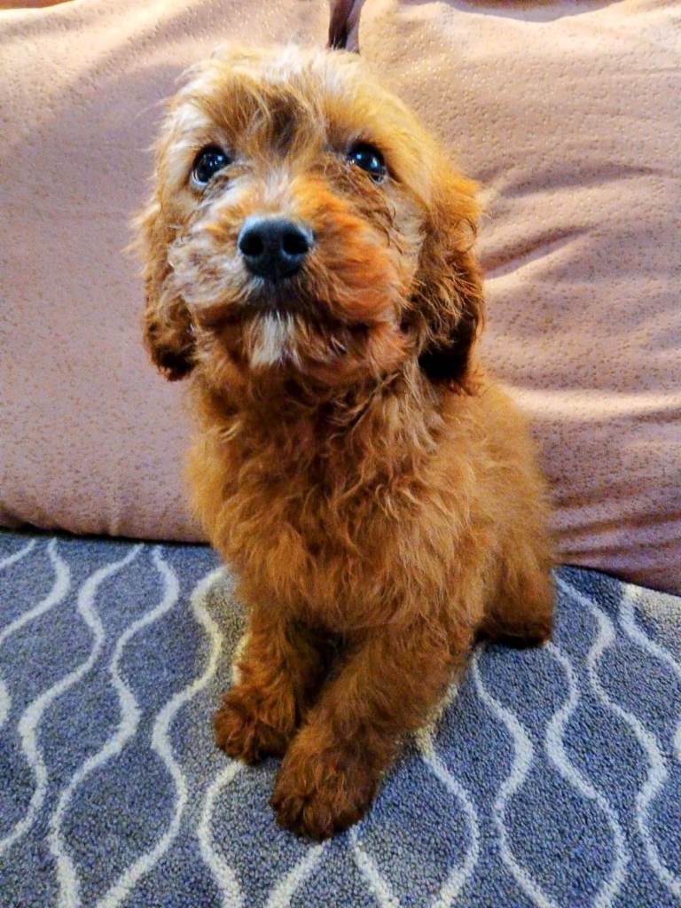 Ruby red Cavapoo puppies for sale