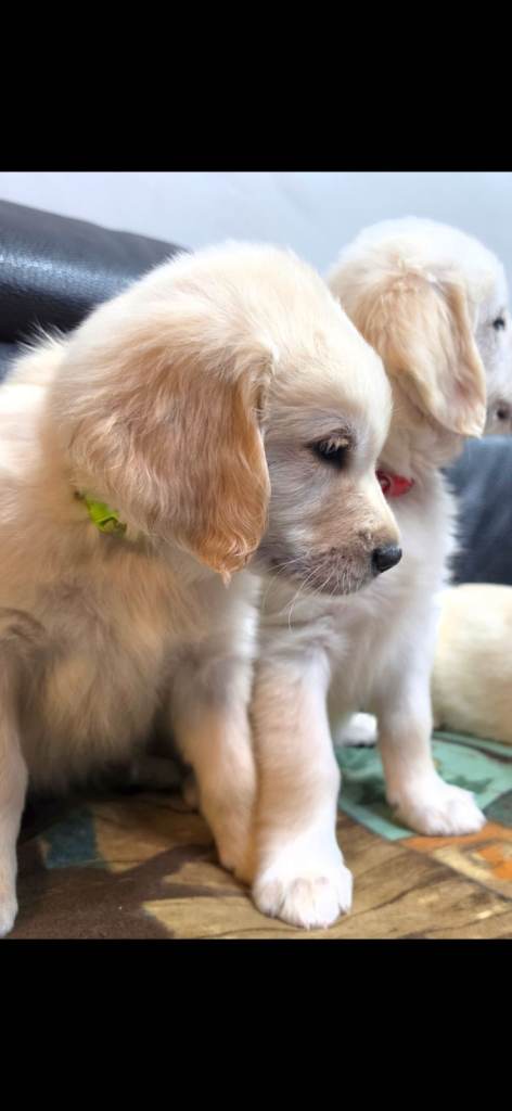 Golden Retriever puppies ready for their forever homes 