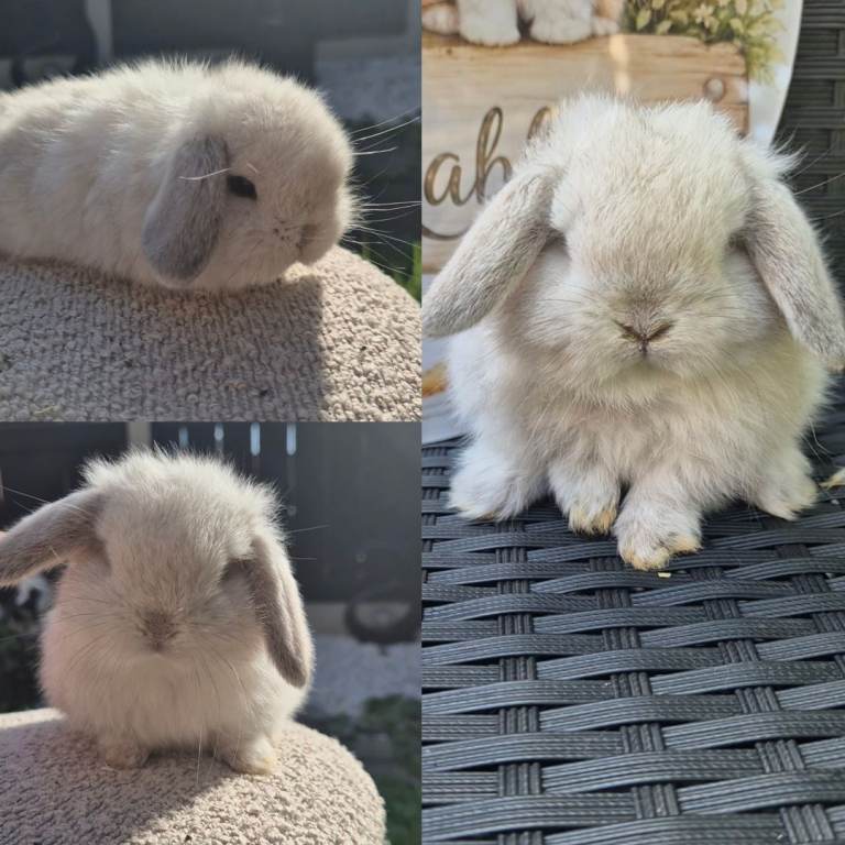 Mini lop baby Bunnies