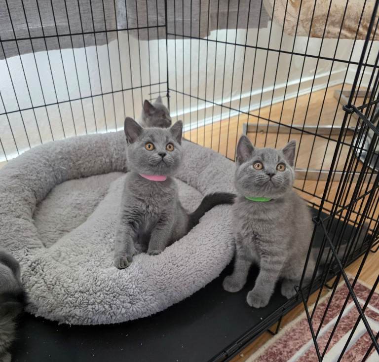Beautiful British Shorthair