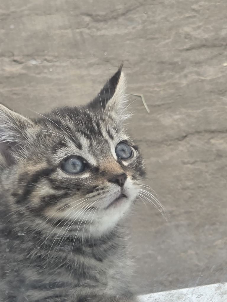 Kittens 😻
