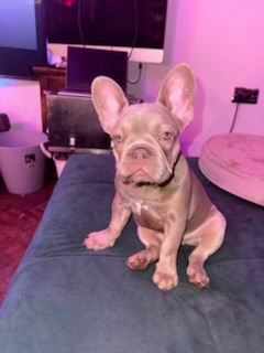French Bulldog 4 months old