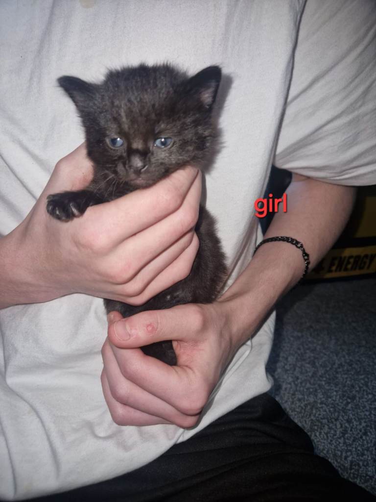 image for Kittens for sale