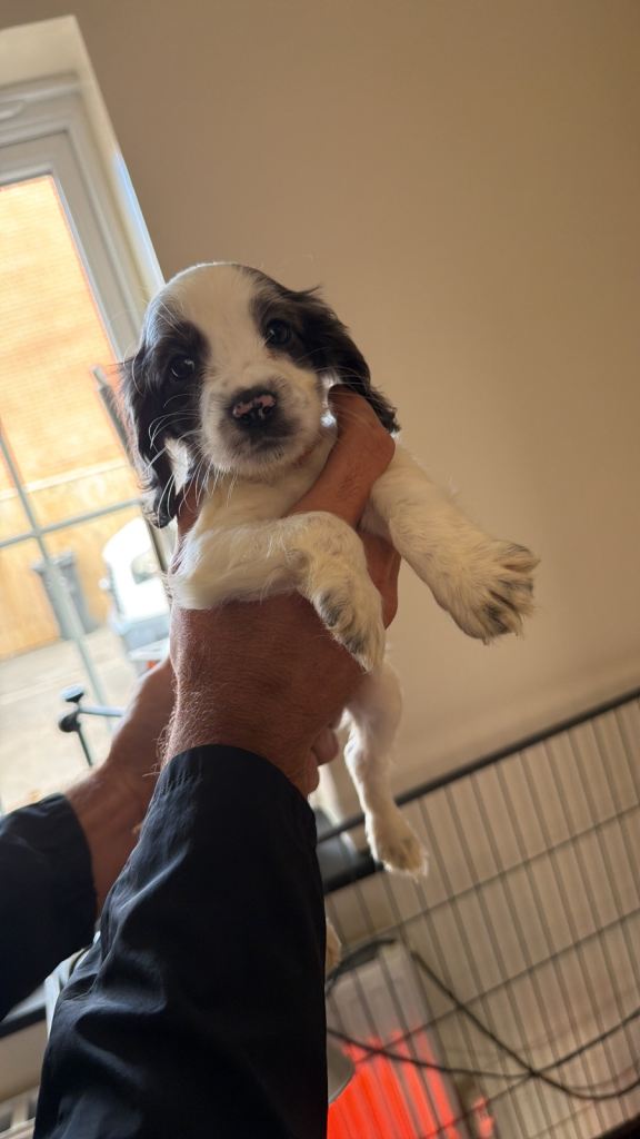 Spaniel puppy’s 