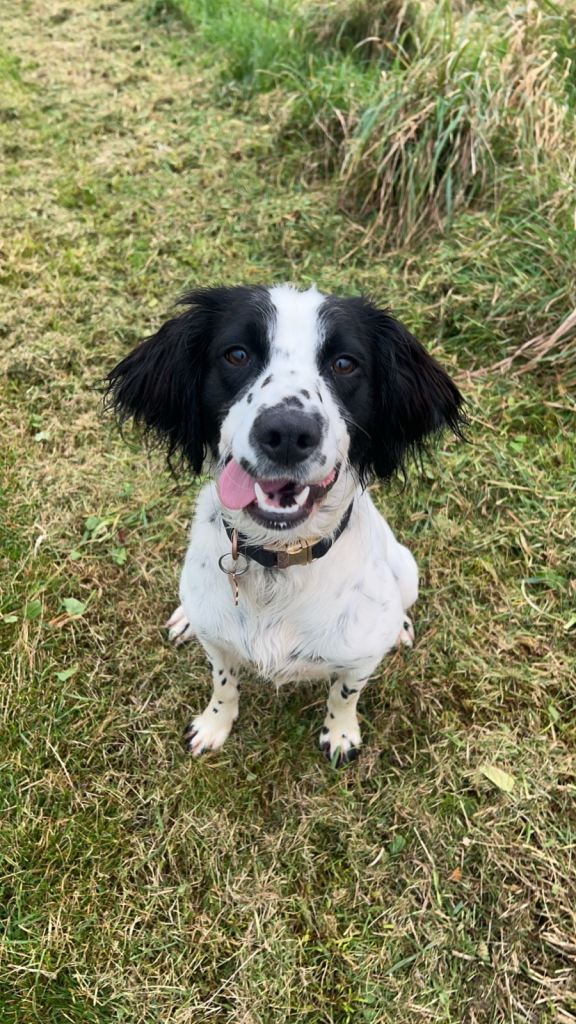 Female springer spaniel 