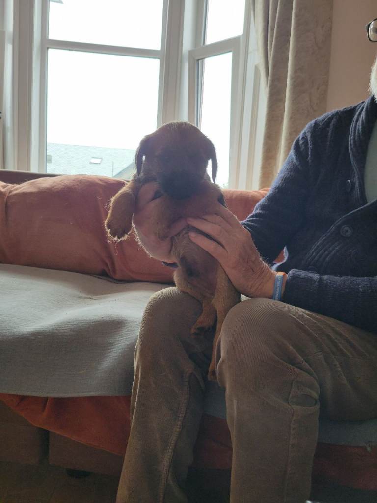 Adorable Border terrier 