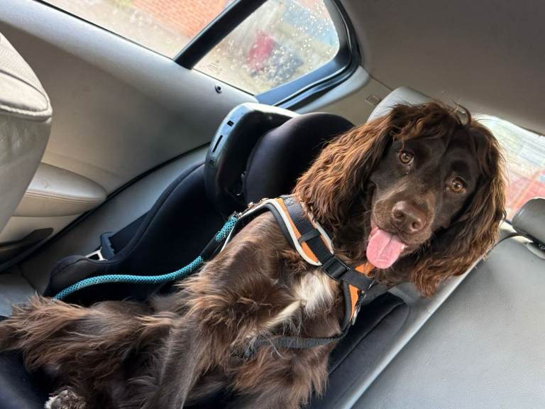 Beautiful spocker spaniel called teddy
