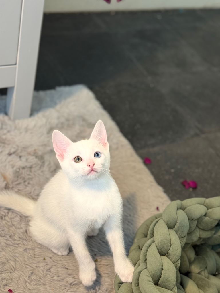 🤍 Rare Odd-Eyed Turkish Angora Kitten | Blue-Eyed & Green-Eyed White Kittens Available 🤍