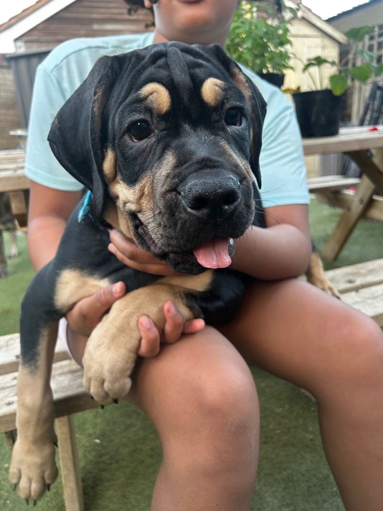 Ready Now - Stunning Cane Corso Cross Puppies ONLY 1 BOY LEFT
