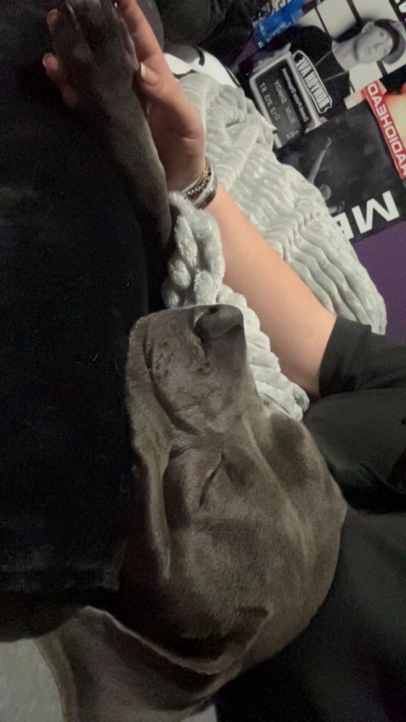 Staffie X|| COLLECTION ONLY COULD POSSIBLY DROP OFF
