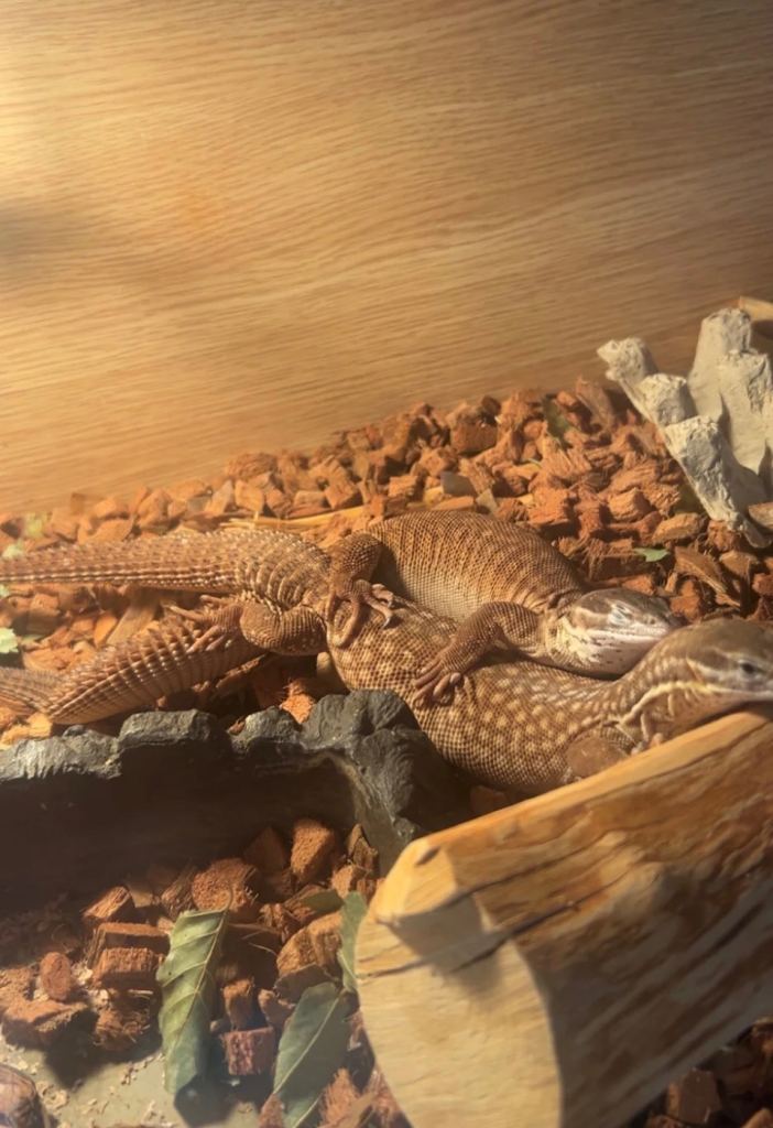 OFFERS ACCEPTED! Proven Breeding Pair of Ackie Monitor Lizards