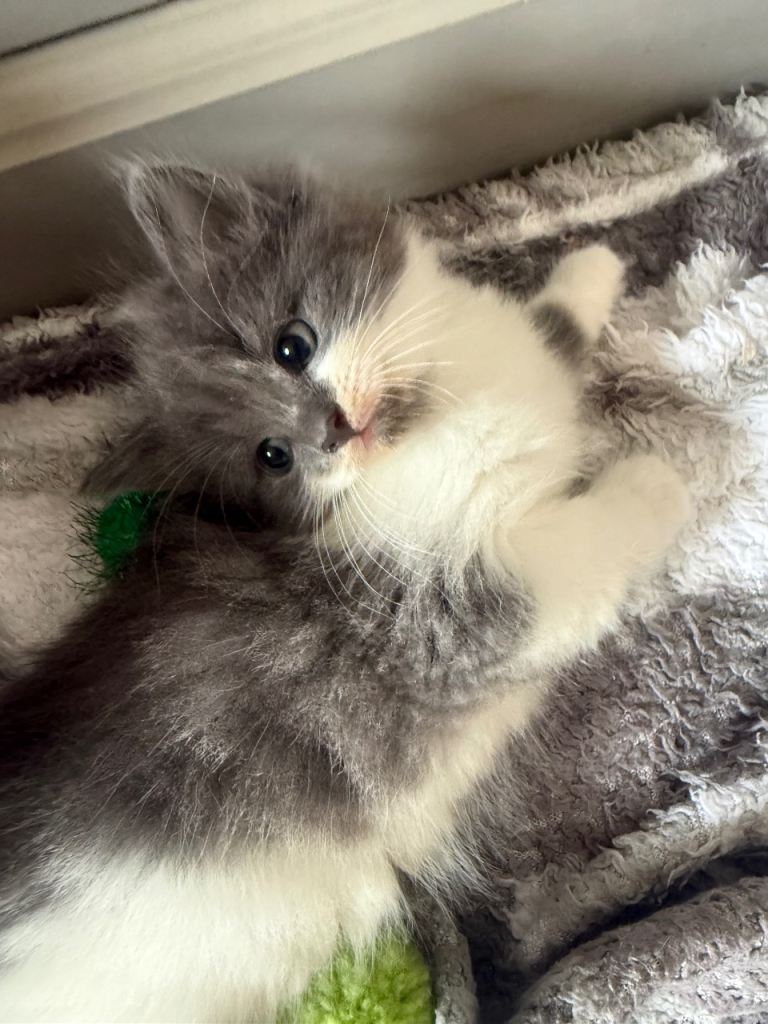 Adorable Male kittens ready 7th October 