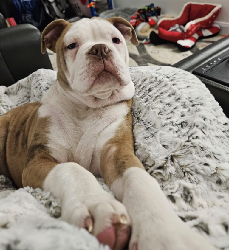 English pocket bulldog 4 months 