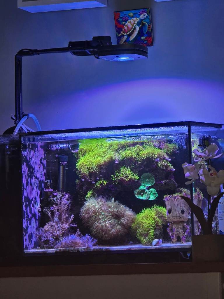 Complete 52L Marine Aquarium Setup (Fluval Evo) – Premium AI Prime LED!