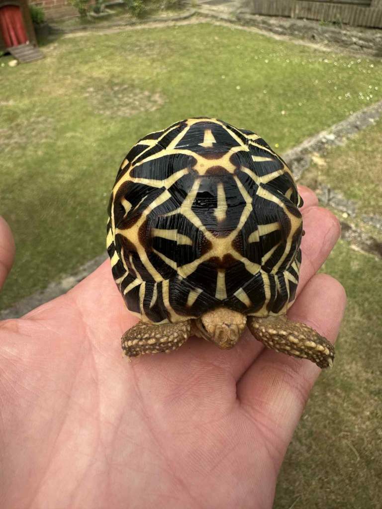 Indian Star Tortoise x 2