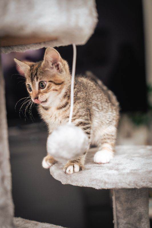 Adorable Kitten Looking for a Loving Home