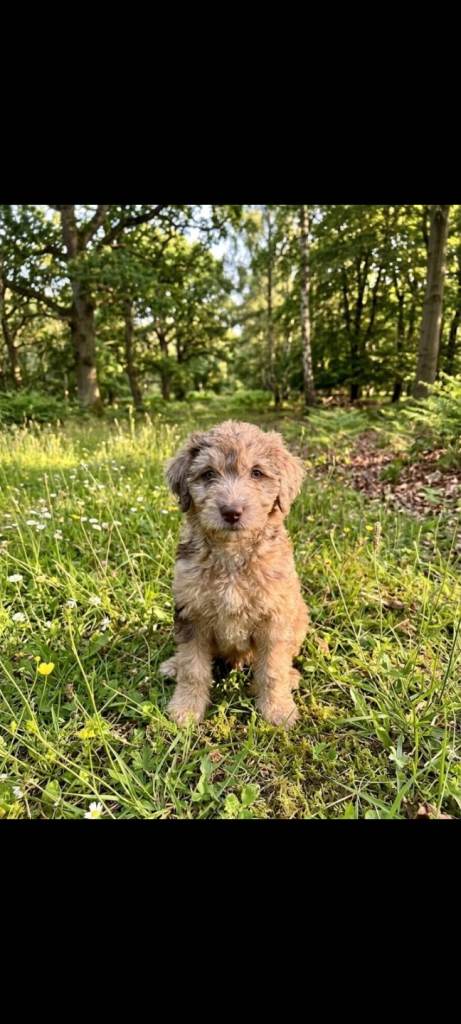 Ready for new home 8 adorable patterpoos 